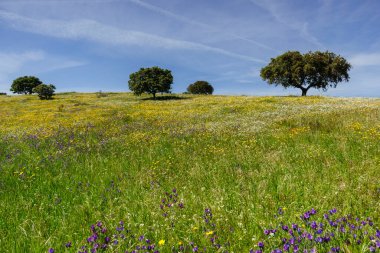 dehesa en primavera, Campo Maior, Alentejo, Portekiz