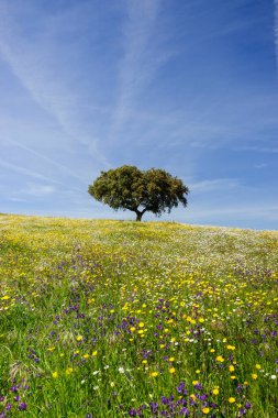 dehesa en primavera, Campo Maior, Alentejo, Portekiz