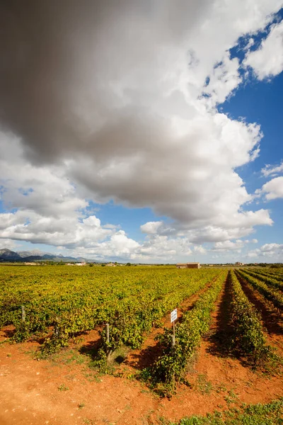 Виноградник Санта Марія Майорка Острови Тюкарів Іспанія Європа — стокове фото