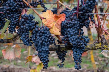 Cubillo de Ebro yakınlarındaki sonbahar sarmaşıkları, Valderredible, Cantabria, İspanya