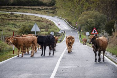 Yolu kapatan inek sürüsü, Mata de Hoz, municipio de Valdeolea, Cantabria, İspanya