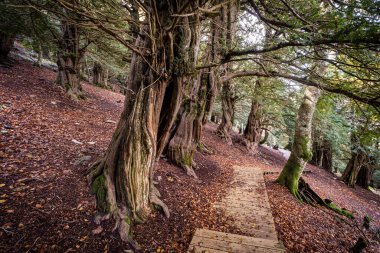 Tejeda de Tosande. Fuentes Carrionas Doğal Parkı, Fuente Cobre- Palentina Dağı. Palencia, İspanya