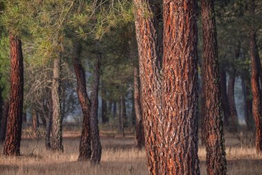 Pinus Pinaster ormanında reçine çıkarma, Montes de Coca, Segovia, İspanya