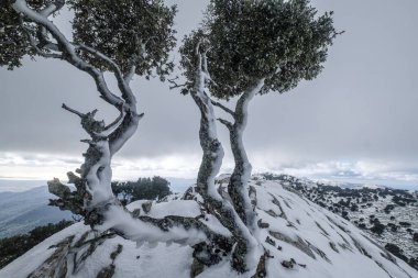 Sırttaki yalnız ağaç, Puig des Coll des Jou, 1052 metre, Doğu vadisi, Mallorca, Balearic Adaları, İspanya
