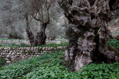 Biniforani çiftliğindeki zeytin ağaçları, Bunyola, Mallorca, Balearic Adaları, İspanya