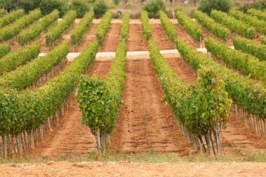 Moros ve Cristianos. Polenya. Sierra de Tramunta. Mallorca. Islas Baleares, İspanya.