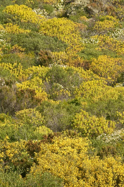 Moros ve Cristianos. Polenya. Sierra de Tramunta. Mallorca. Islas Baleares, İspanya.