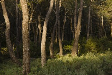 Bosque de pinos .Puig de Talaia (475 mts). Sant Josep de Talaia. Ibiz. Balear Adaları. İspanya..