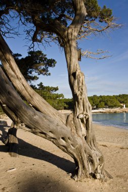 Sabinar de Cala Bassa, Juniperus phoenicea. Doğal park yeri Cala Bassa-Cala Compte. Balear Adaları. İspanya..