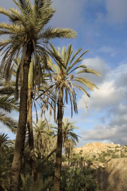 Tioute.Valle del Sous.Antiatlas.Marruecos.