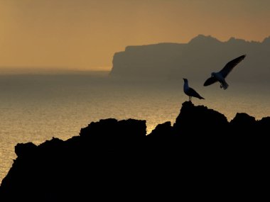 Mayorka, Balear Adaları, İspanya