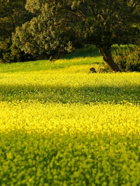 Mayorka, Balear Adaları, İspanya