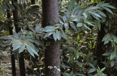 Mayorka, Balear Adaları, İspanya