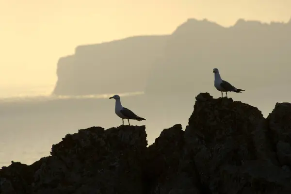 Mayorka Balear Adaları Spanya — Stok fotoğraf