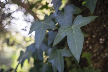 Yaygın sarmaşık, Hedera sarmaşığı, Randa, Mayorka, Balear Adaları, İspanya