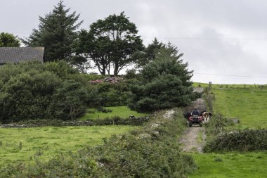 Kinsale yakınlarındaki çiftlik, County Cork, İrlanda, Birleşik Krallık