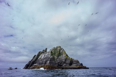 Sceilg Bheag, Skellig Rock Small, İrlanda, Birleşik Krallık