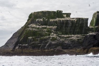 Sceilg Bheag, Skellig Rock Small, İrlanda, Birleşik Krallık