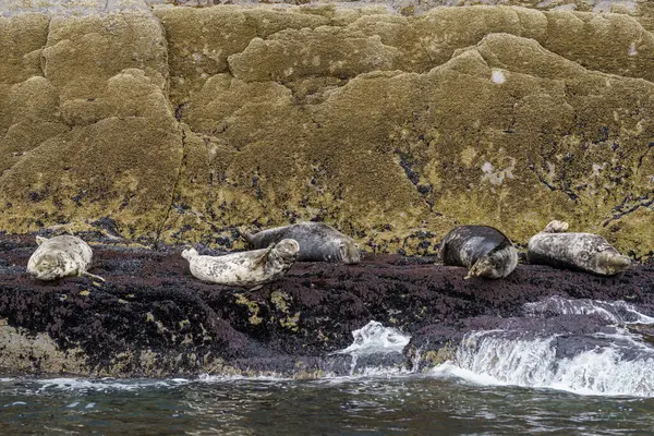 Gray Seal Halichoerus Grypus Sceilg Bheag Skellig Rock Small Írország — Stock Fotó