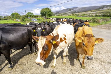Yoldan geçen inek sürüsü, Burren, County Clare, İrlanda, Birleşik Krallık