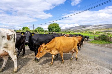 Yoldan geçen inek sürüsü, Burren, County Clare, İrlanda, Birleşik Krallık