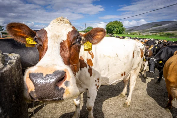 Herd Cows Crossing Road Burren County Clare Ireland United Kingdom — Stock Photo, Image