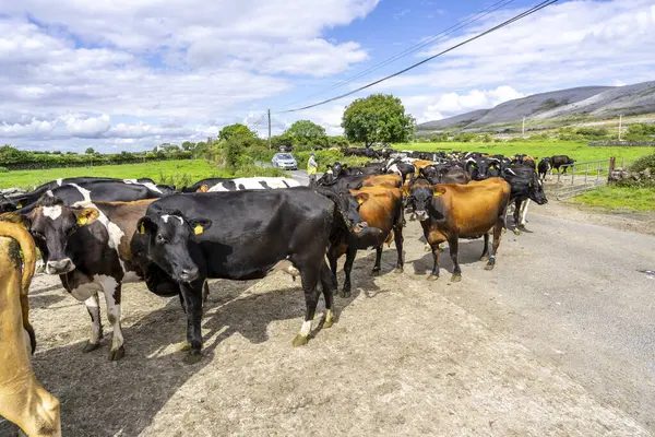 Herd Cows Crossing Road Burren County Clare Ireland United Kingdom — Stock Photo, Image