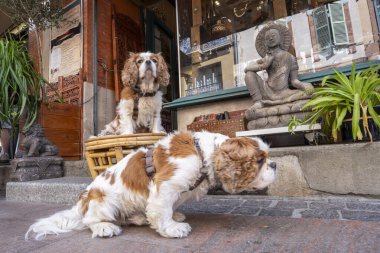 Şövalye Kral Charles Spaniel, Toulouse, Haute-Garonne, Fransa Cumhuriyeti, Avrupa
