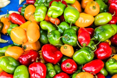 Çeşitli renklerde acı biberler, Lancetillo, La Parroquia, Reyna bölgesi, Quiche, Guatemala, Orta Amerika