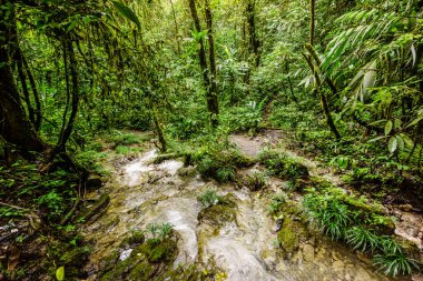 Tropikal yağmur ormanları, La Parroquia (Lancetillo), El Quiche, Sierra de los Cuchumatanes, Guatemala, Orta Amerika