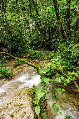 Tropikal yağmur ormanları, La Parroquia (Lancetillo), El Quiche, Sierra de los Cuchumatanes, Guatemala, Orta Amerika