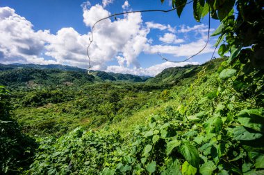 Saquixpec yakınlarındaki nemli orman, Sierra de Chama, Reyna bölgesi, Quiche, Guatemala, Orta Amerika