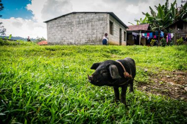Bir kulübenin önündeki domuz, Lancetillo, La Parroquia, Reyna bölgesi, Quiche, Guatemala, Orta Amerika