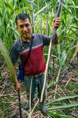 farmer in a sugar cane field, Saccharum officinarum, Los Cerritos, Lancetillo, La Parroquia, Reyna zone, Quiche, Guatemala, Central America clipart