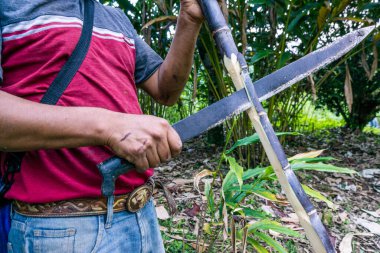 farmer in a sugar cane field, Saccharum officinarum, Los Cerritos, Lancetillo, La Parroquia, Reyna zone, Quiche, Guatemala, Central America clipart