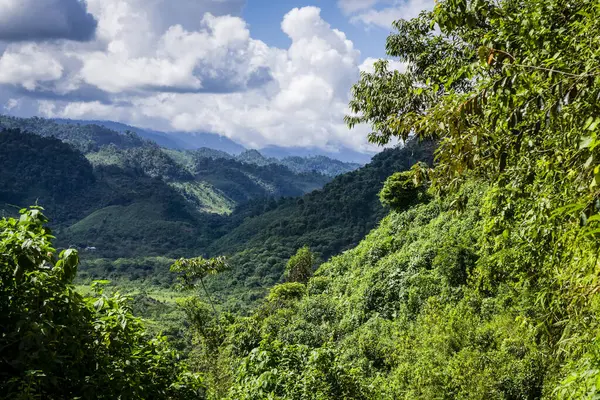 stock image Humid forest near Saquixpec, Sierra de Chama, Reyna area, Quiche, Guatemala, Central America