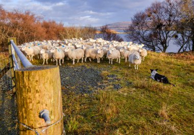 flock of sheep, Skinidin, Loch Erghallan, Isle of Skye, Highlands, Scotland, UK clipart