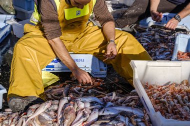 Balıkları, trolleri ya da bou balıkçılığını, Andratx, Mallorca, Balear Adalarını, İspanya 'yı seçen denizciler