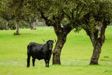 Çayırdaki El Chaparral boğaları, Navalmoral de La Mata, Castilla-La Mancha, İspanya, Avrupa