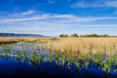 Tablolar de Daimiel Ulusal Parkı, Ciudad Real, Kastilya-La Mancha, İspanya, Avrupa