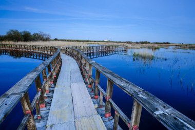 Tablolar de Daimiel Ulusal Parkı, Ciudad Real, Kastilya-La Mancha, İspanya, Avrupa
