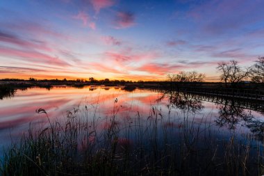 Tablolar de Daimiel Ulusal Parkı, Ciudad Real, Kastilya-La Mancha, İspanya, Avrupa