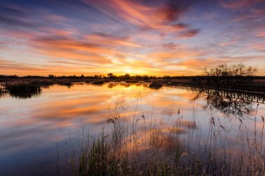 Daimiel Masaları Ulusal Parkı, Ciudad Real, Kastilya-La Mancha, İspanya, Avrupa