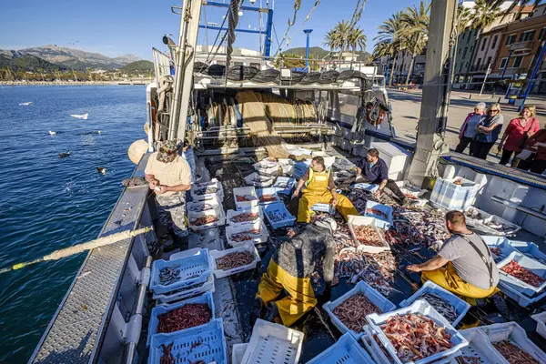 stock image sailors selecting the fish, trawling or bou fishing, Andratx, Mallorca, Balearic Islands, Spain