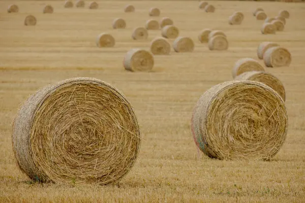 Stock image many round straw bales, Sencelles, Majorca, Balearic Islands, Spain