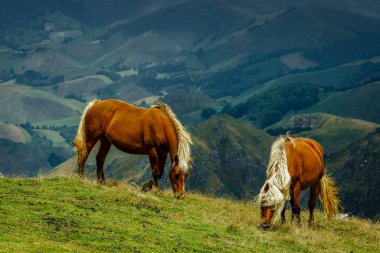 Arbilleta geçidinde Burguetan atları. Erro Vadisi. 11. uzun yol. Pireneler dağ sırası. Navarre. İspanya.