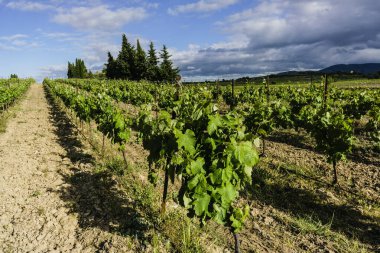 Carcassonne, Fransa, Avrupa yakınlarındaki üzüm bağları