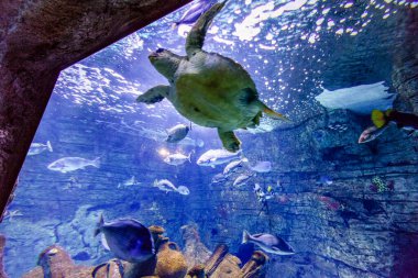 Mediterranean sea turtle in the aquarium, Cabrera National Park Information Center, Colonia de Sant Jordi, Mallorca, Spain clipart