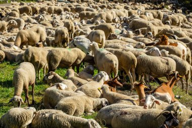 transhumant herd resting next to the river Valira de Castanesa, municipality of Montanuy, Ribagorza, province of Huesca, Aragon, Cordillera de los Pirineos, Spain clipart