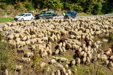 Valira de Castanesa nehrinin yanında dinlenen transhumant sürüsü, Montanuy, Ribagorza belediyesi, Huesca, Aragon, Cordillera de los Pirineos, İspanya
